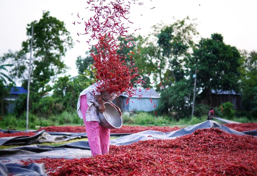 Spice farms where Avya sources ingredients